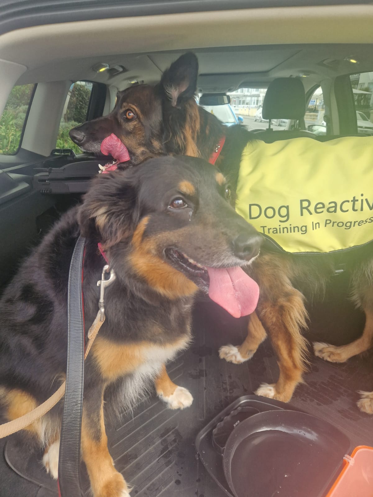 Two dogs, Bud and Polly, sitting in a car