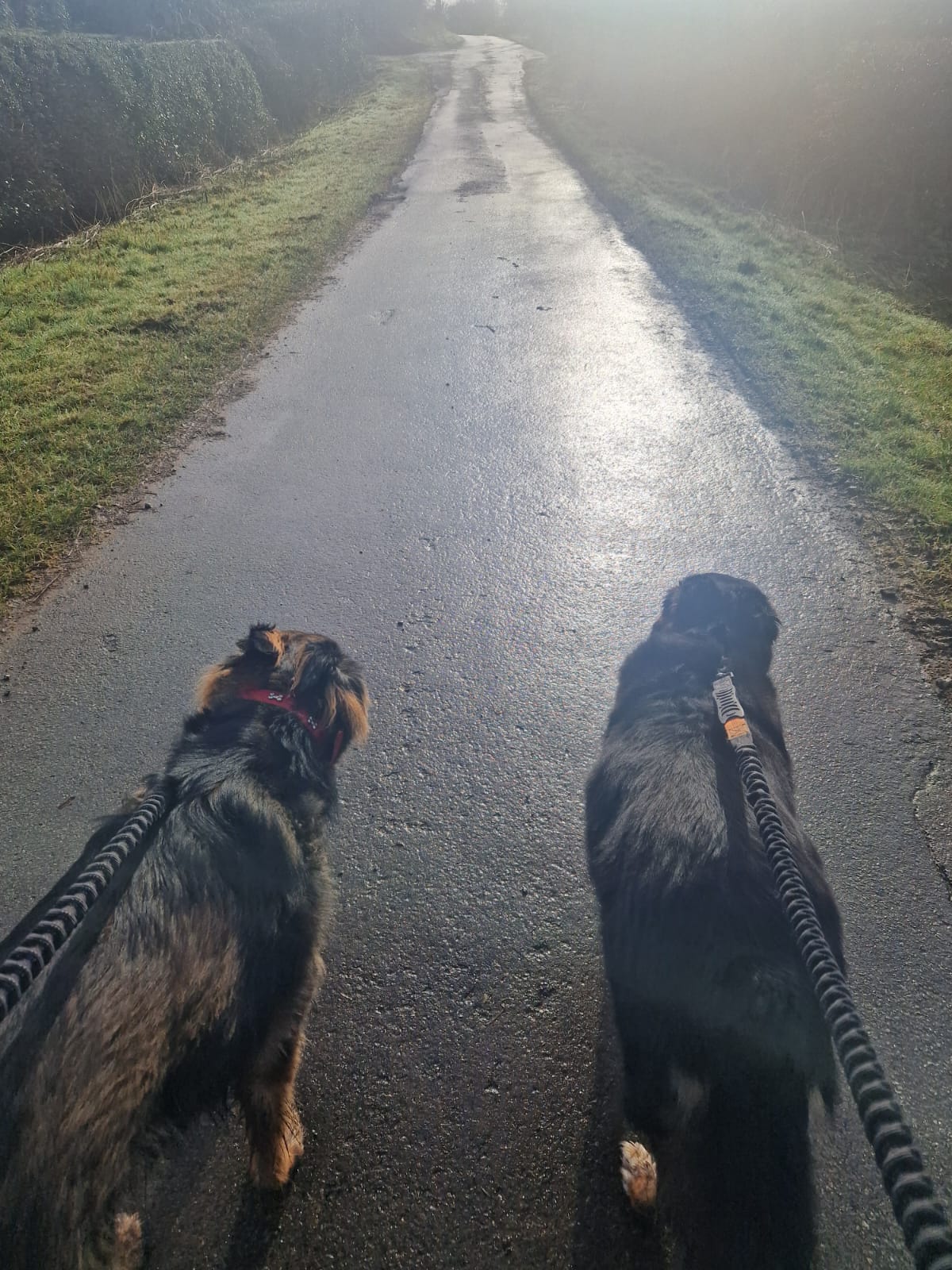 Bud and Polly walking together outdoors