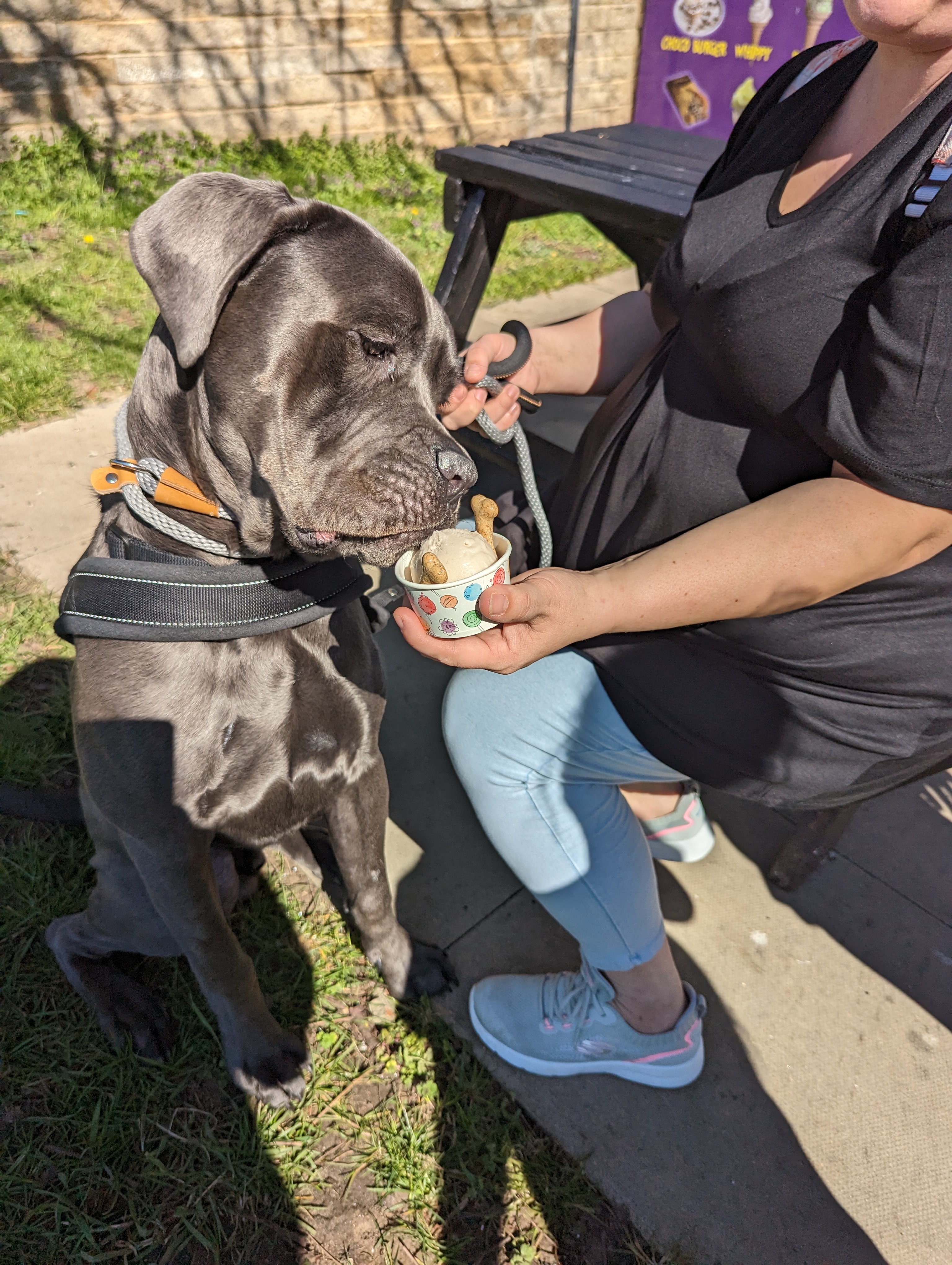 Chief the dog enjoying an ice cream