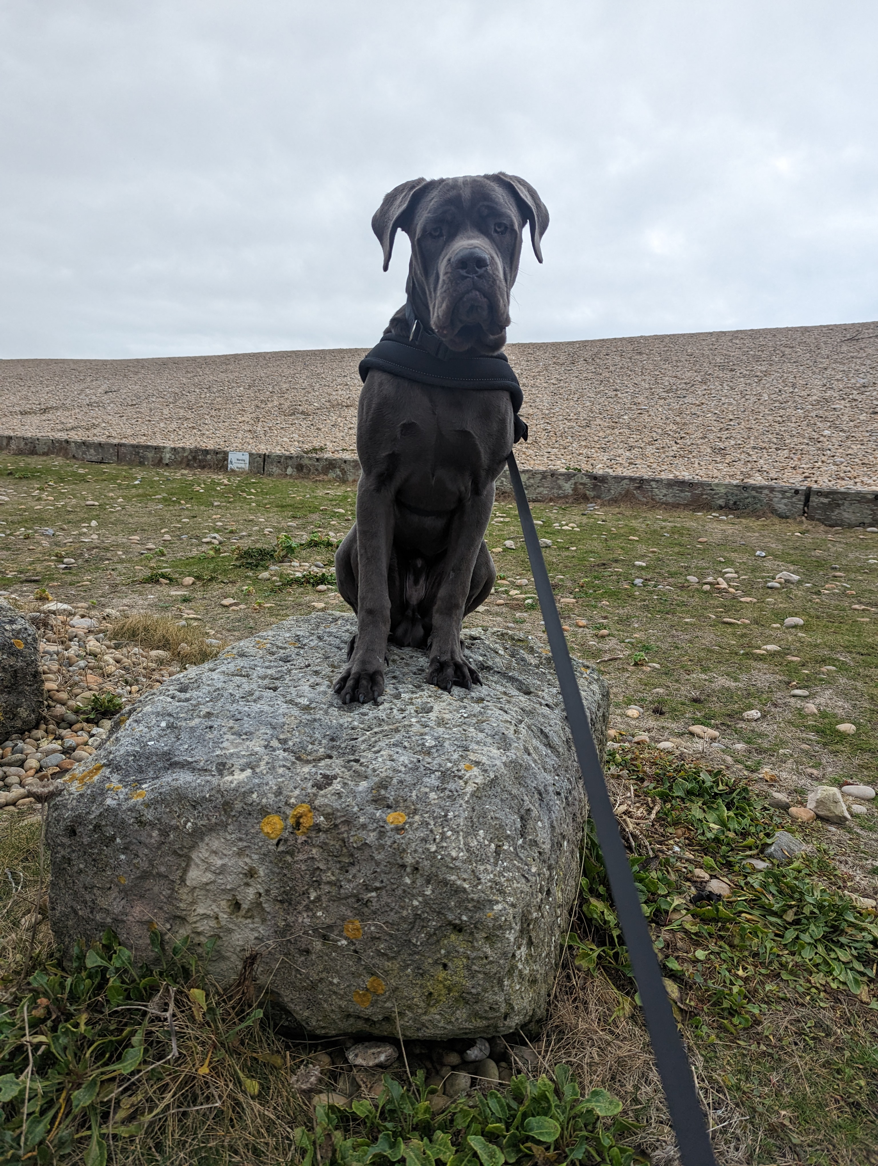 Chief the dog standing on a rock