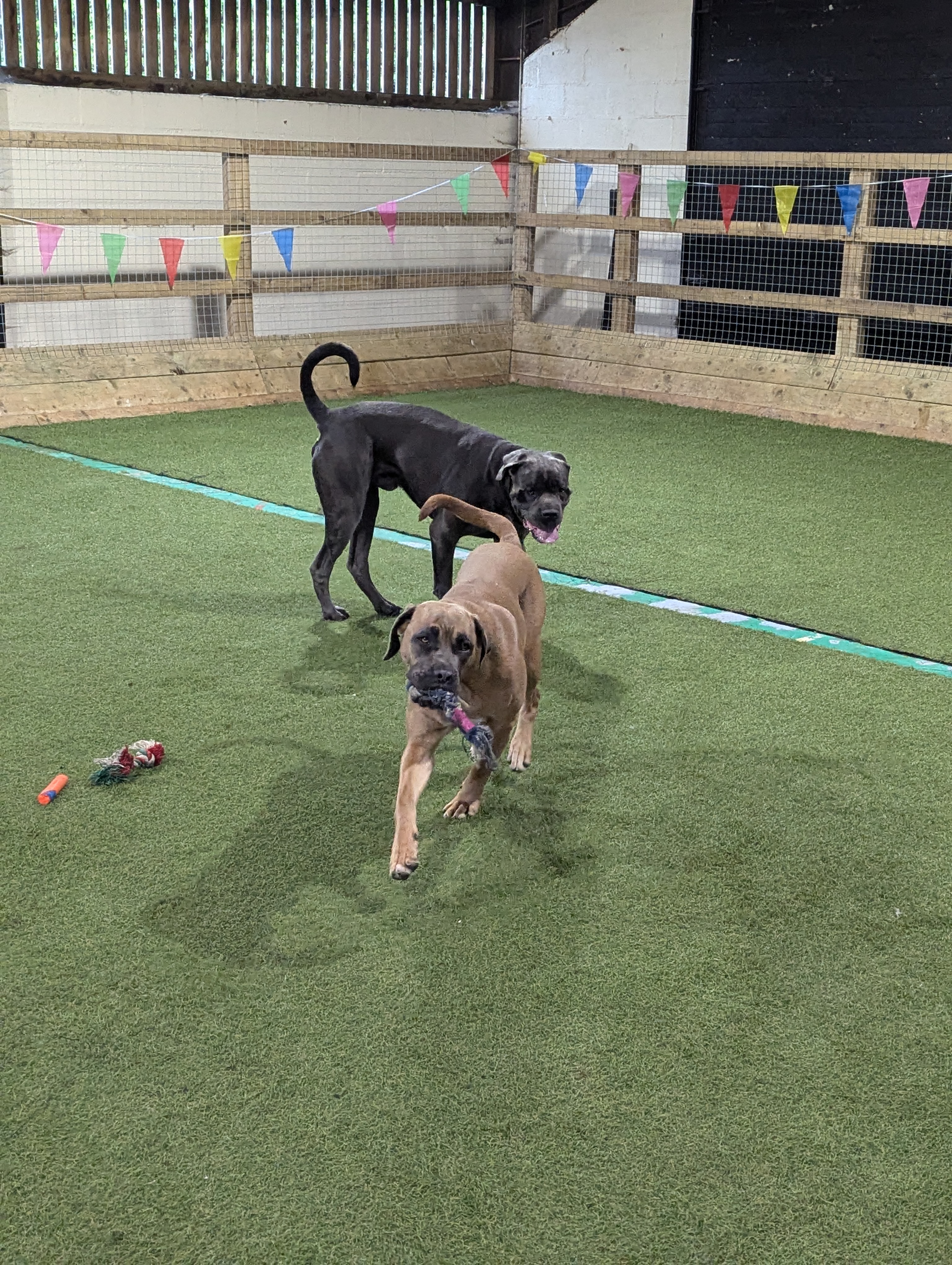 Chief and Rampage, two dogs, playing together