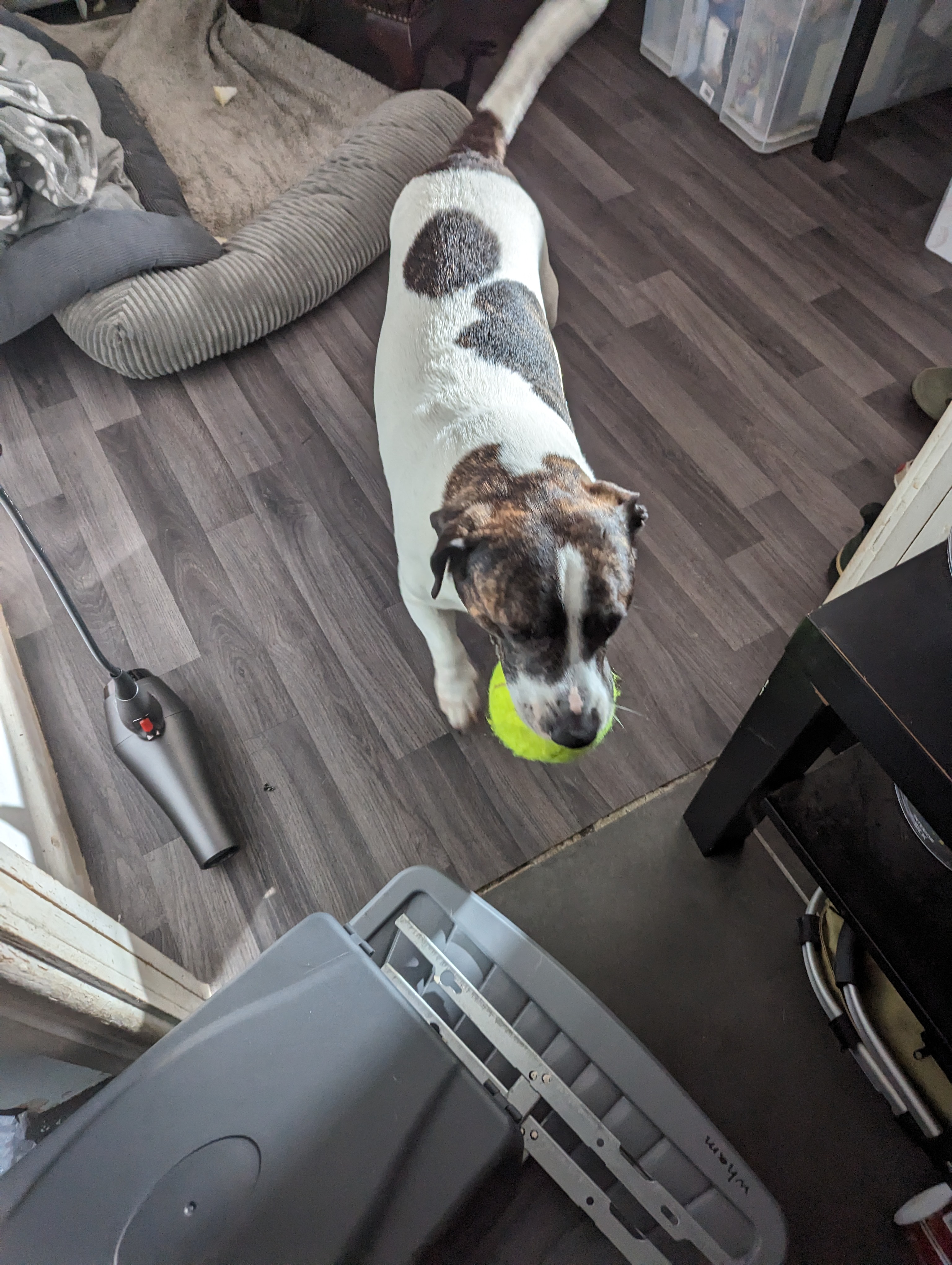George the dog with a tennis ball