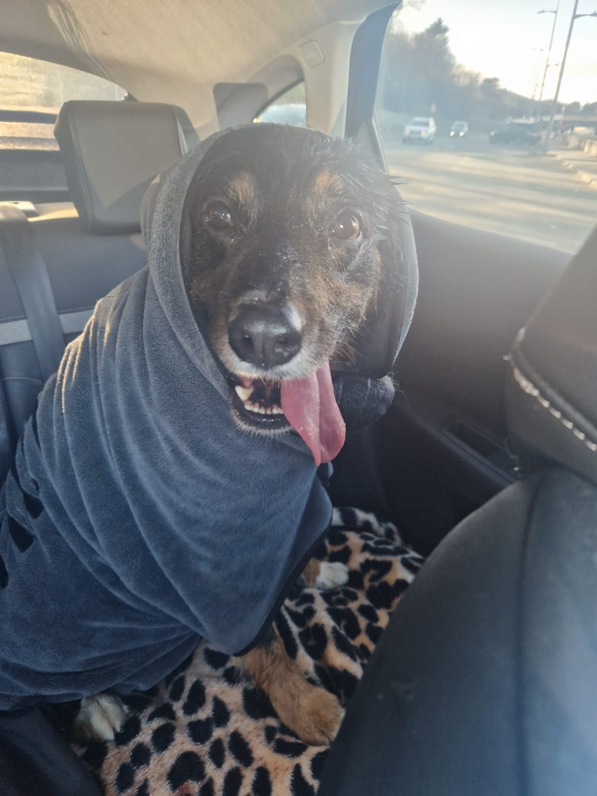 Polly the dog lying on a blanket