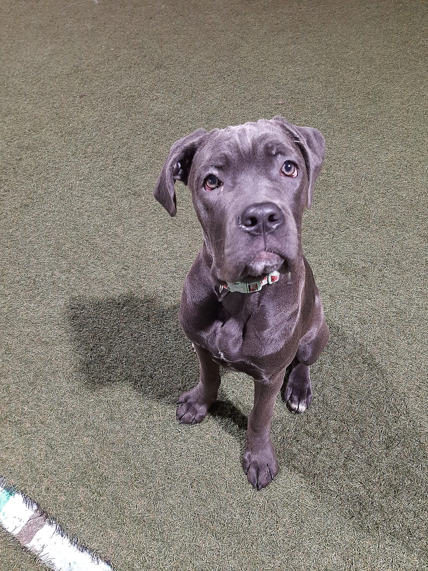 A puppy being trained in a class setting